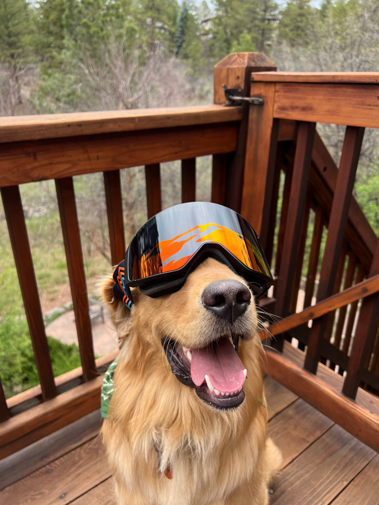 Golden Retriever wearing ALL SZN Red Mountain Holographic Goggles
